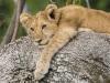 Little Lion Cub